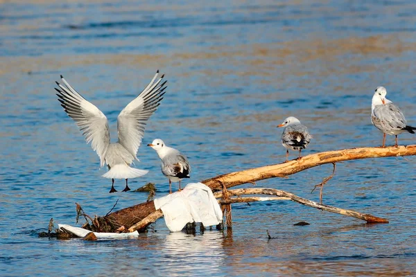 Grupo de gaivotas de cabeça preta — Fotografia de Stock