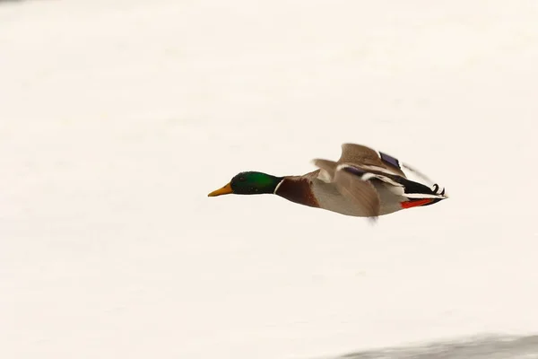 Mannelijke mallard duck vliegen over bevroren rivier — Stockfoto