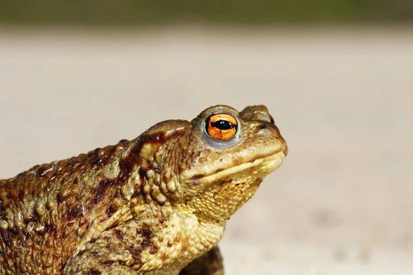 Retrato de minúsculo sapo comum — Fotografia de Stock