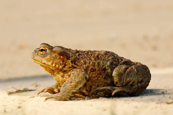 Вид профілю коричневого загального жаба — стокове фото