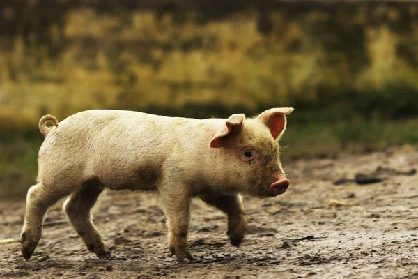 Young domestic pig walking on rural road — Stock Photo, Image