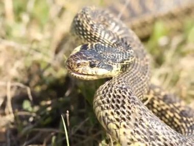 agresif yılan saldırıları