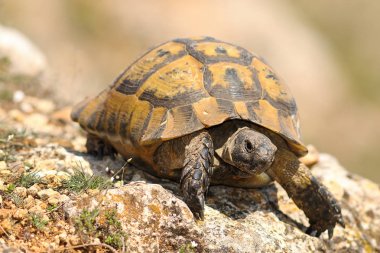 vahşi Testudo graeca closeup