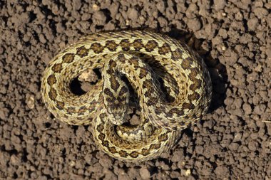 tam uzunlukta çayır engerek