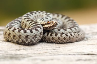 erkek Avrupa ortak viper güdük üzerinde tadını çıkarma