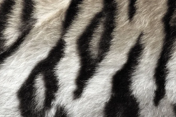 black and white real pattern of tiger pelt