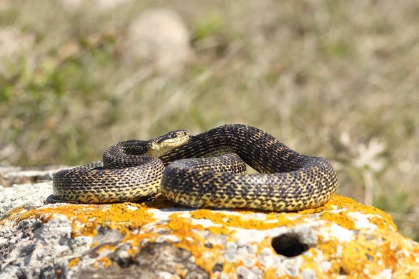 Serpente manchada se aquecendo em uma rocha — Fotografia de Stock