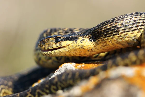 Close up de cabeça de cobra manchada — Fotografia de Stock