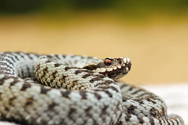 Nahaufnahme der männlichen Kreuzotter — Stockfoto