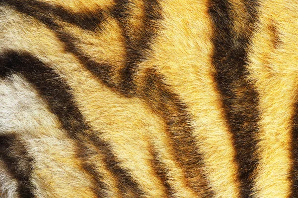 Primer plano de rayas de tigre reales — Foto de Stock