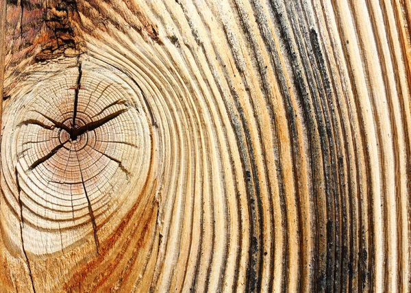 Close up of wooden spruce textured plank — Stock Photo, Image