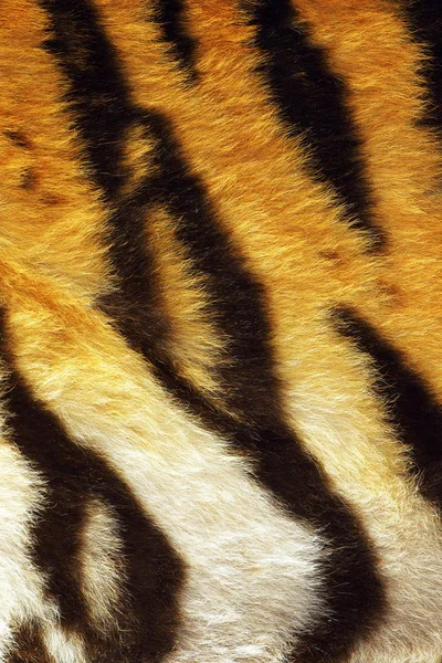 Primo piano di strisce di tigre su pelo — Foto Stock