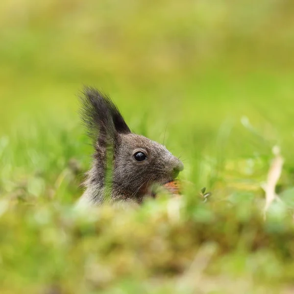 Niedliches Eichhörnchen-Porträt — Stockfoto