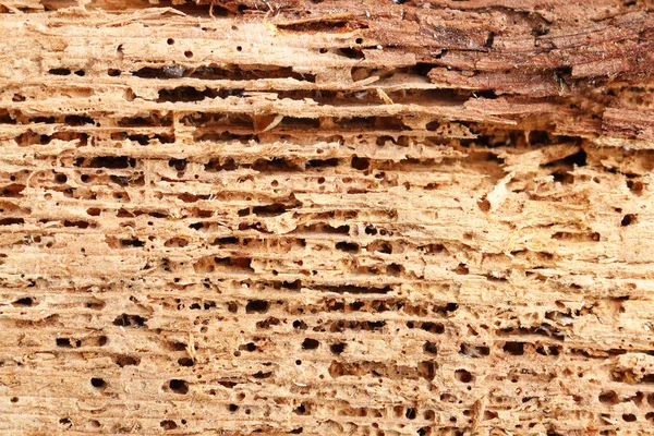 Detail of fir wood damaged by fungus and insects — Stock Photo, Image