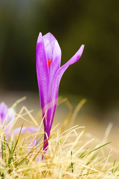 Ayrıntı Safran bitkisi — Stok fotoğraf