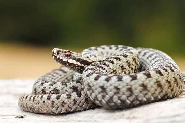 Vackra gemensamma korsade viper sola på trä stubbe — Stockfoto