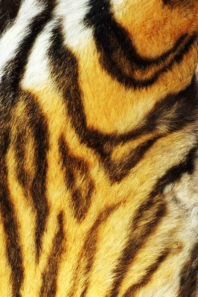 Detalle sobre pelaje de tigre pelado — Foto de Stock