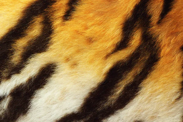 Detalhe da pele de tigre — Fotografia de Stock