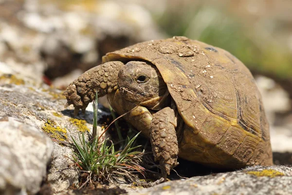 자연 서식 지에서 더러운 그리스 turtoise — 스톡 사진