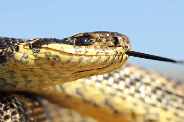 Makro skott av Bruntabby orm huvud — Stockfoto