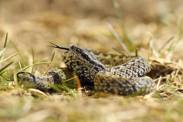 Male meadow viper ready to bite — Stock Photo, Image