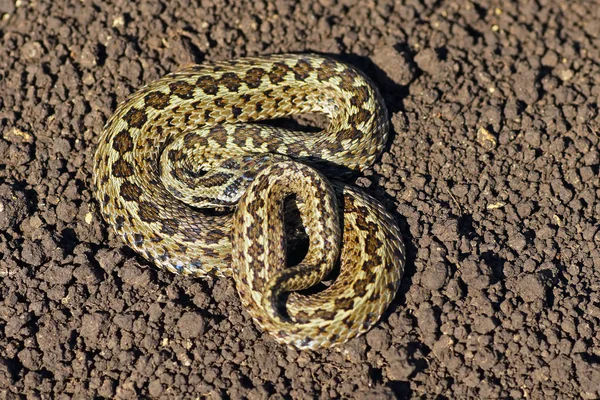 Meadow viper on the ground — Stock Photo, Image