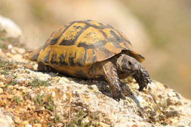 Testudo graeca bir kayanın üzerinde