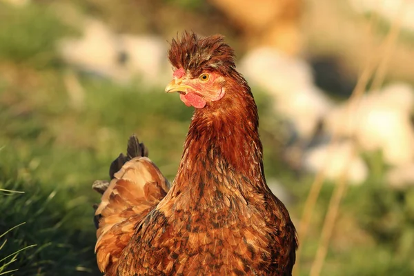 Portrait of funny hen — Stock Photo, Image