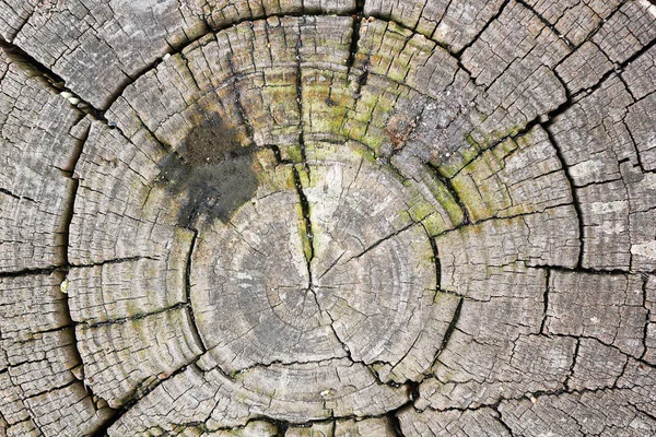 Texture of tree heart — Stock Photo, Image