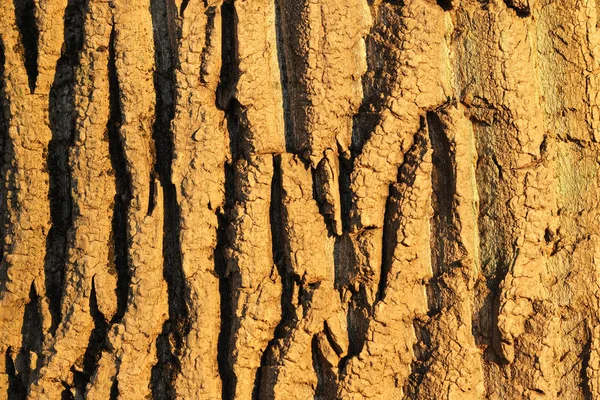 Tree bark texture — Stock Photo, Image