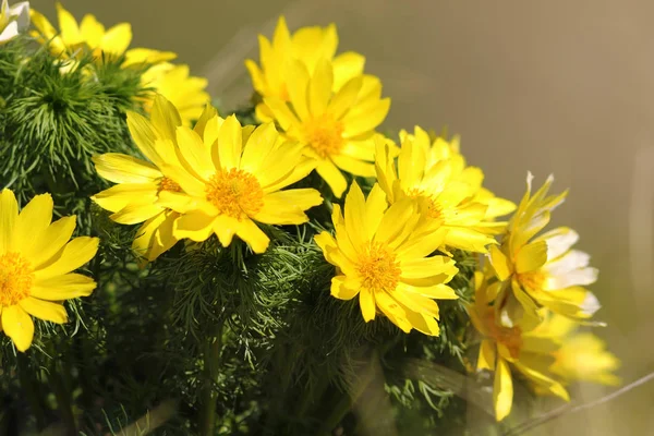 Flores de ojo de faisán amarillo —  Fotos de Stock
