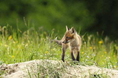 şirin tilki yavrusu yuva yakınındaki