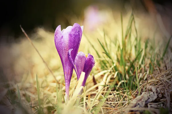 Mooie saffraan wilde bloem — Stockfoto