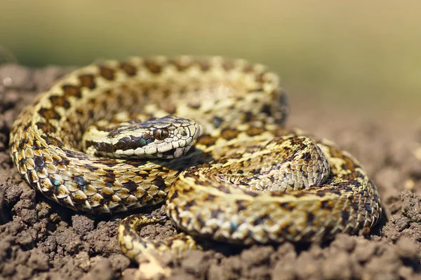 Gyönyörű vipera készen áll a támadásra — Stock Fotó