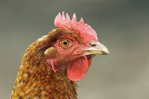 Primer plano de la cabeza de gallina marrón —  Fotos de Stock