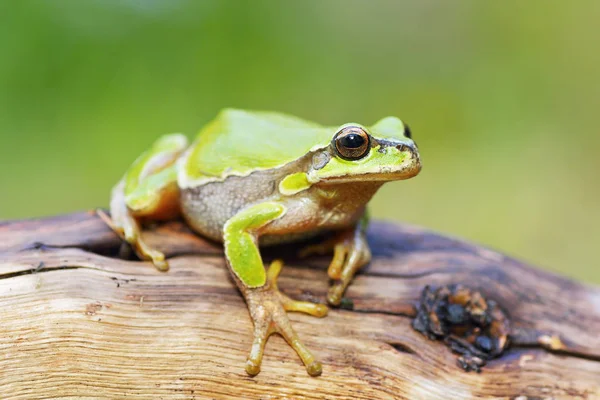 Sapo pequeno bonito Hyla arborea — Fotografia de Stock