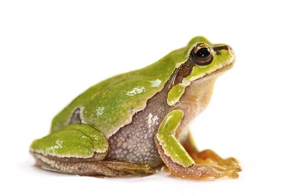 Sapo árvore bonito sobre fundo branco — Fotografia de Stock