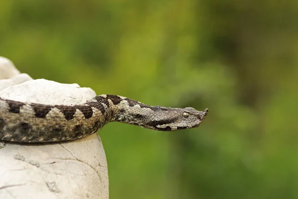 dangerous nose horned viper