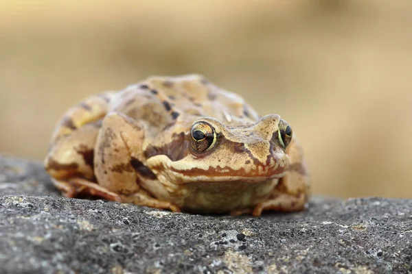 European common frog closeup — Stock Photo, Image