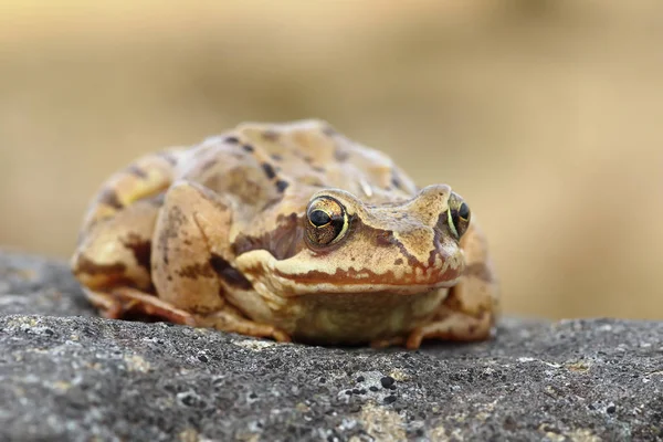 Europäische Frosch Nahaufnahme — Stockfoto