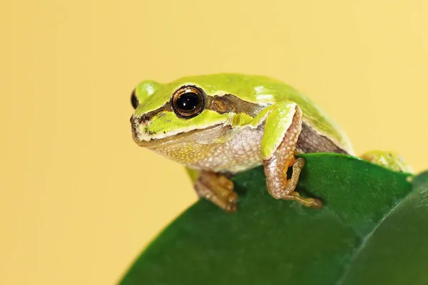 European tree frog on a leaf — Stock Photo, Image