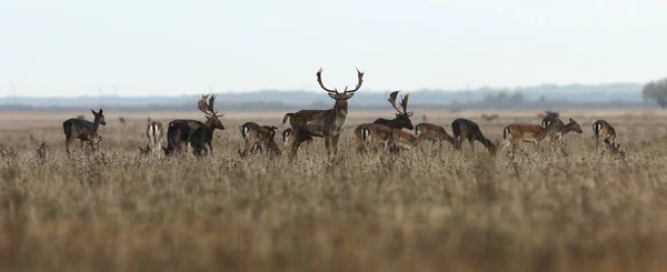 fallow deer large herd