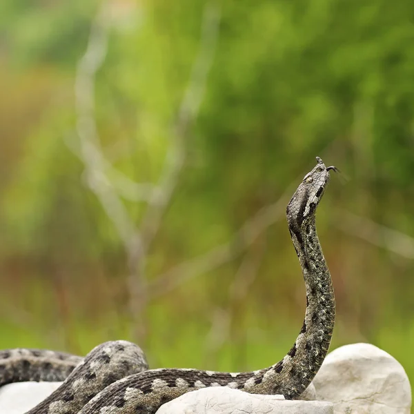 european venomous snake ready to attack