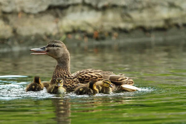 Familia de ánades reales en un estanque —  Fotos de Stock