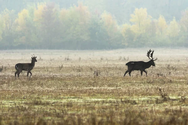 경작 deers 짝짓기 계절에 — 스톡 사진