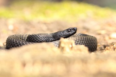 Orman yere tadını çıkarma nikolskii viper