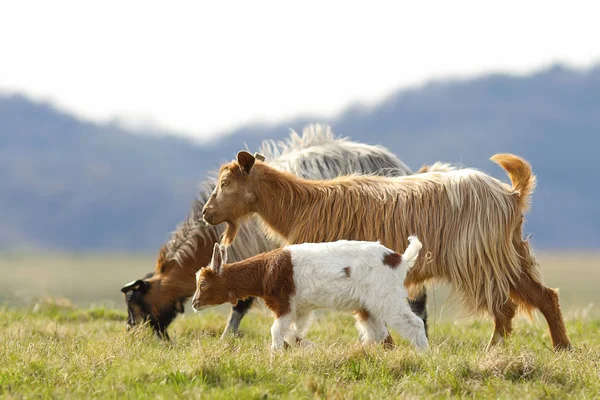 Familia de cabras caminando en el prado — Foto de Stock