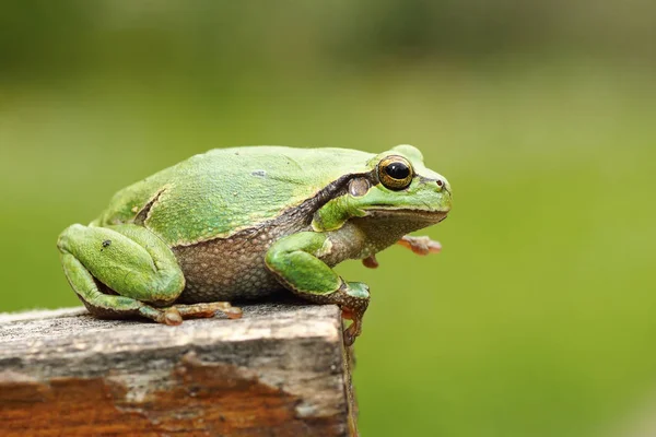 Hermosa rana arborícola europea — Foto de Stock