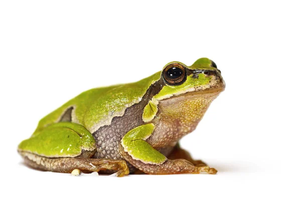 Hyla arborea sobre fundo branco — Fotografia de Stock