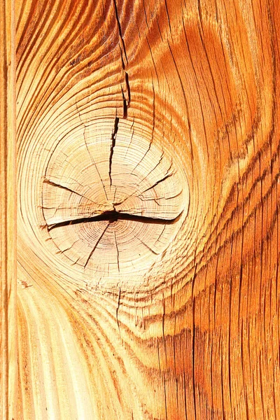 Разноцветная еловая древесина — стоковое фото